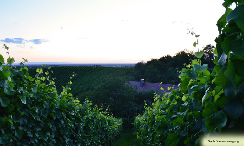 Ferienhof Straub Sasbach Ferienwohnungen Sonnenuntergang Vogesen Rheinebene